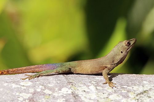 Anolis grahami